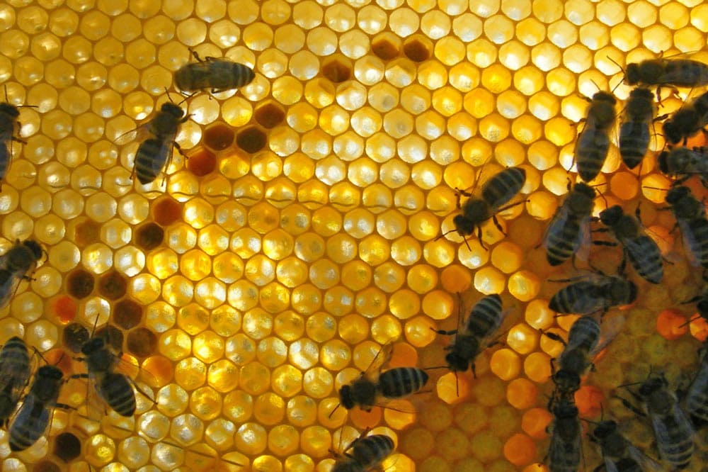 Unsere Bienen.