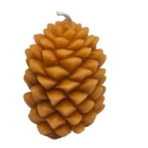 Zapfen groß